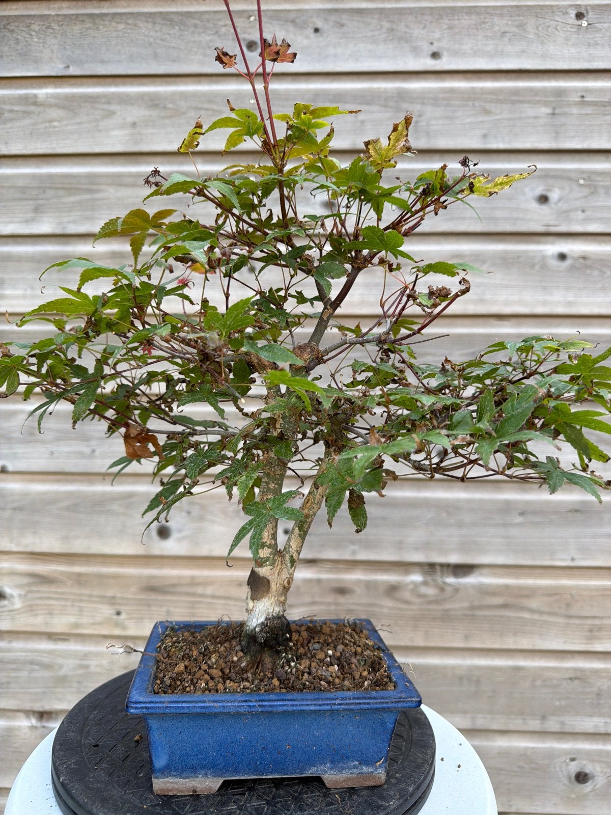 Acer Deshojo Bonsai - 30 cm hoog, 3 cm stam, Bloeit niet, Halfschaduw, Overige soorten, Minder dan 100 cm
