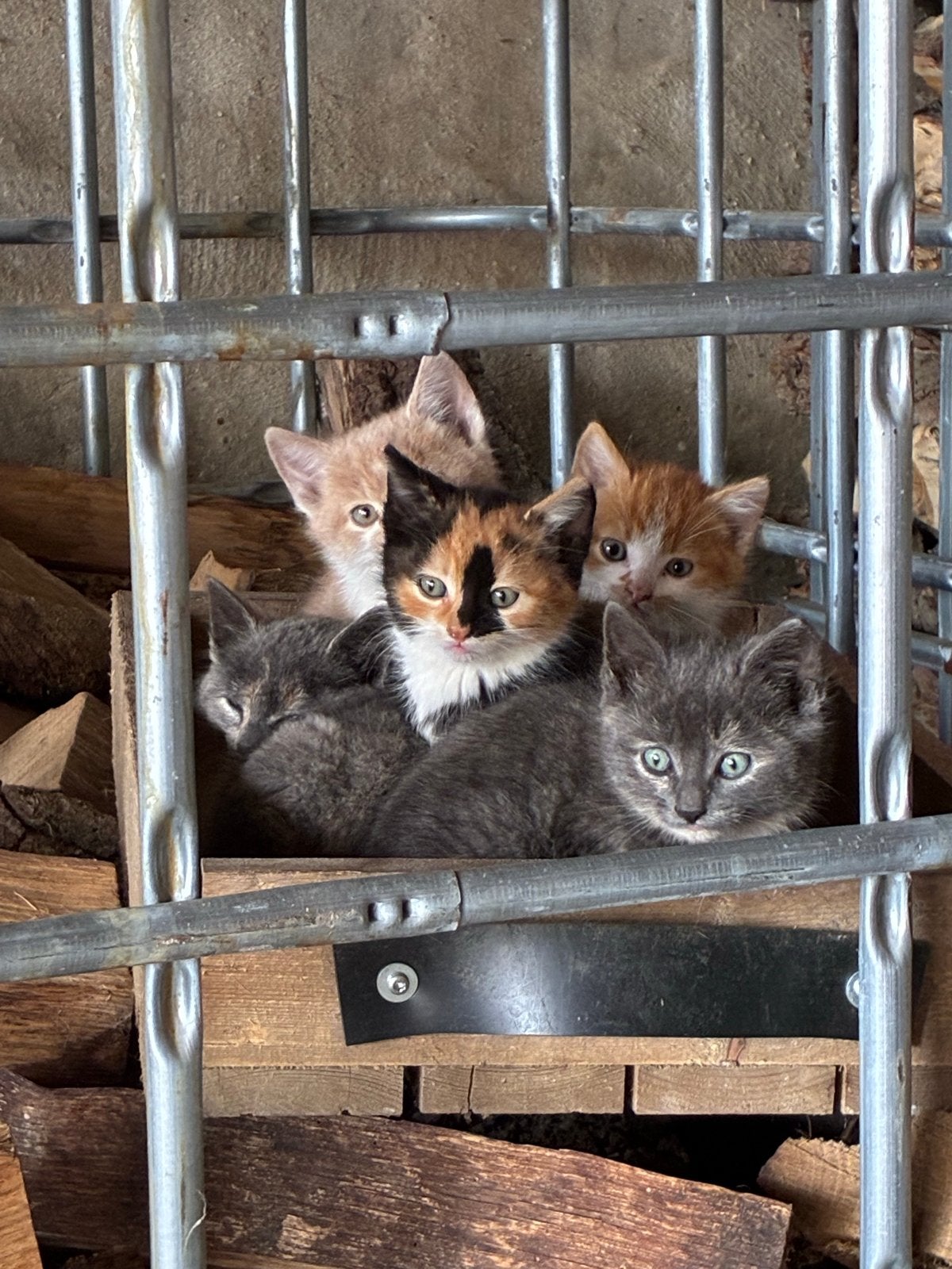 Boerderij kittens, Meerdere dieren, Kortharig, 0 tot 2 jaar