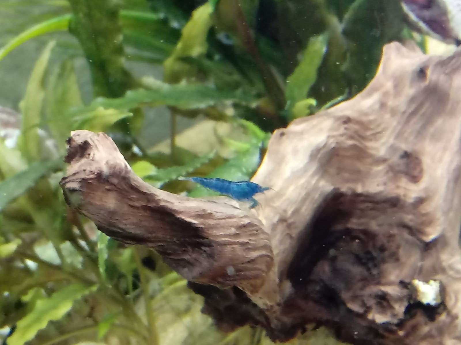 Blue Dream garnalen/ blauwe garnalen, Dieren en Toebehoren, Vissen | Aquariumvissen, Kreeft, Krab of Garnaal