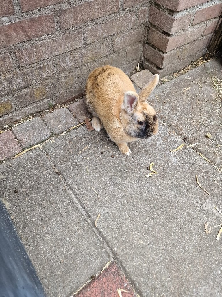 Gratis Konijn, Dieren en Toebehoren, Geslacht onbekend, Middelgroot