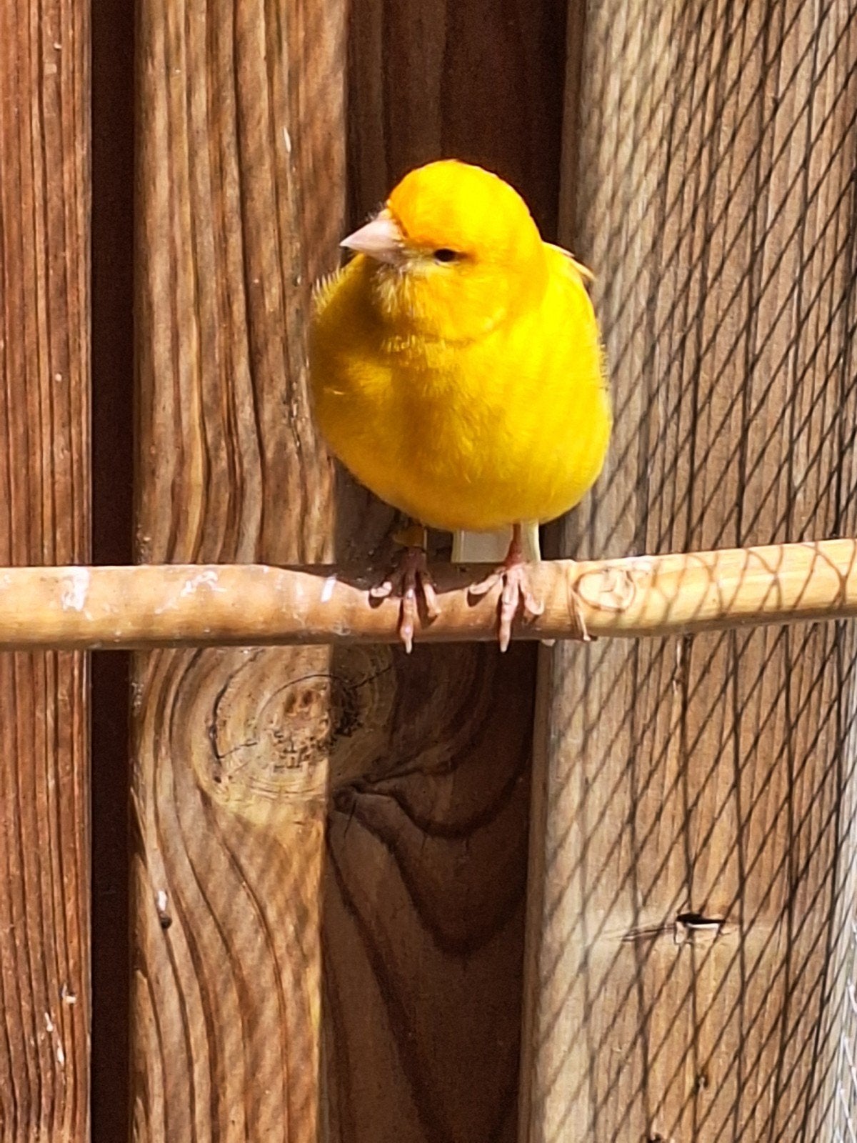 kanarie te koop, Dieren en Toebehoren, Mannelijk, Kleurkanarie