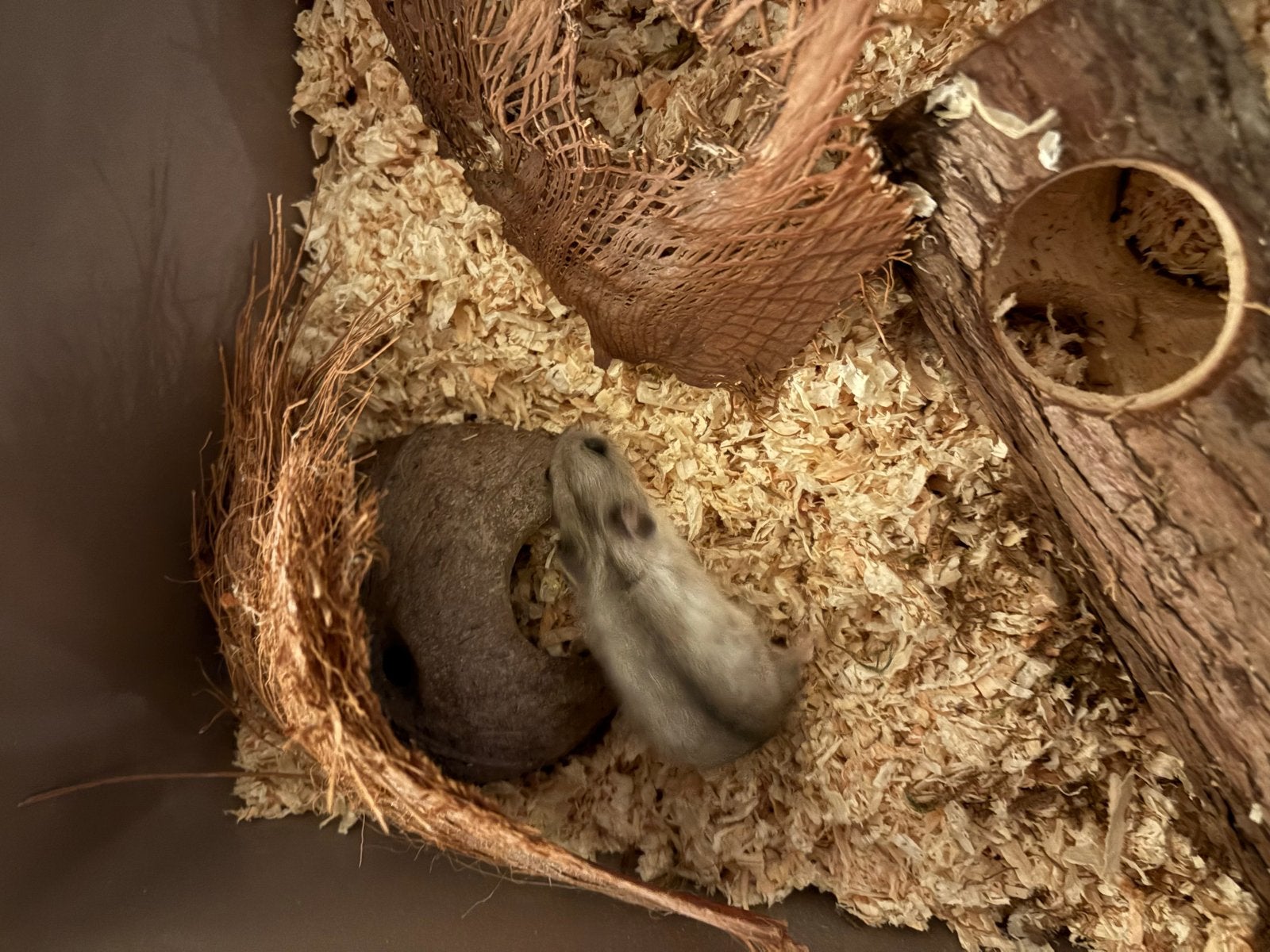 Hamster met hok, Ophalen, Zo goed als nieuw, Overige typen