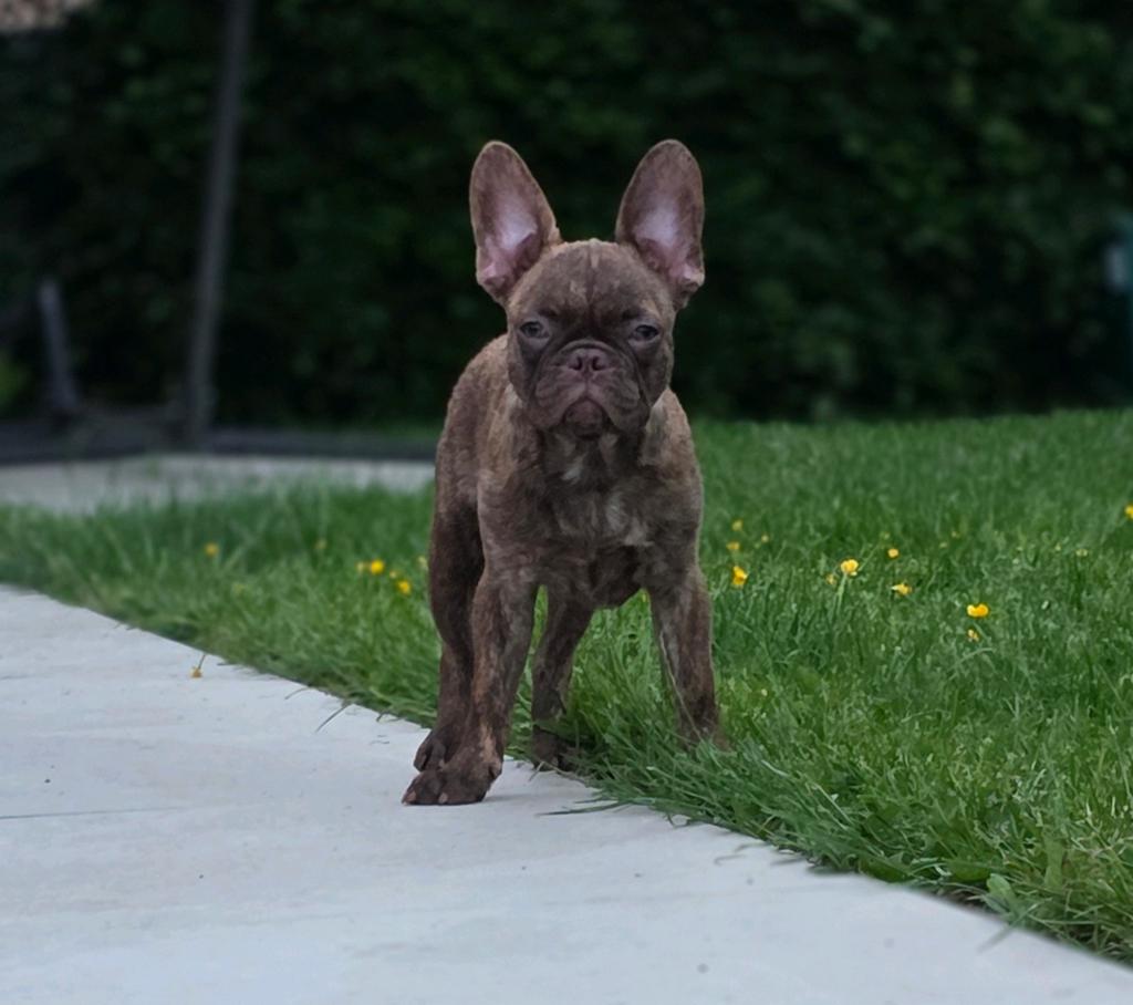💙 Super stoere X franse bulldog reu pup choco brindl 💙, Dieren en Toebehoren, Honden | Bulldogs, Pinschers en Molossers, Parvo