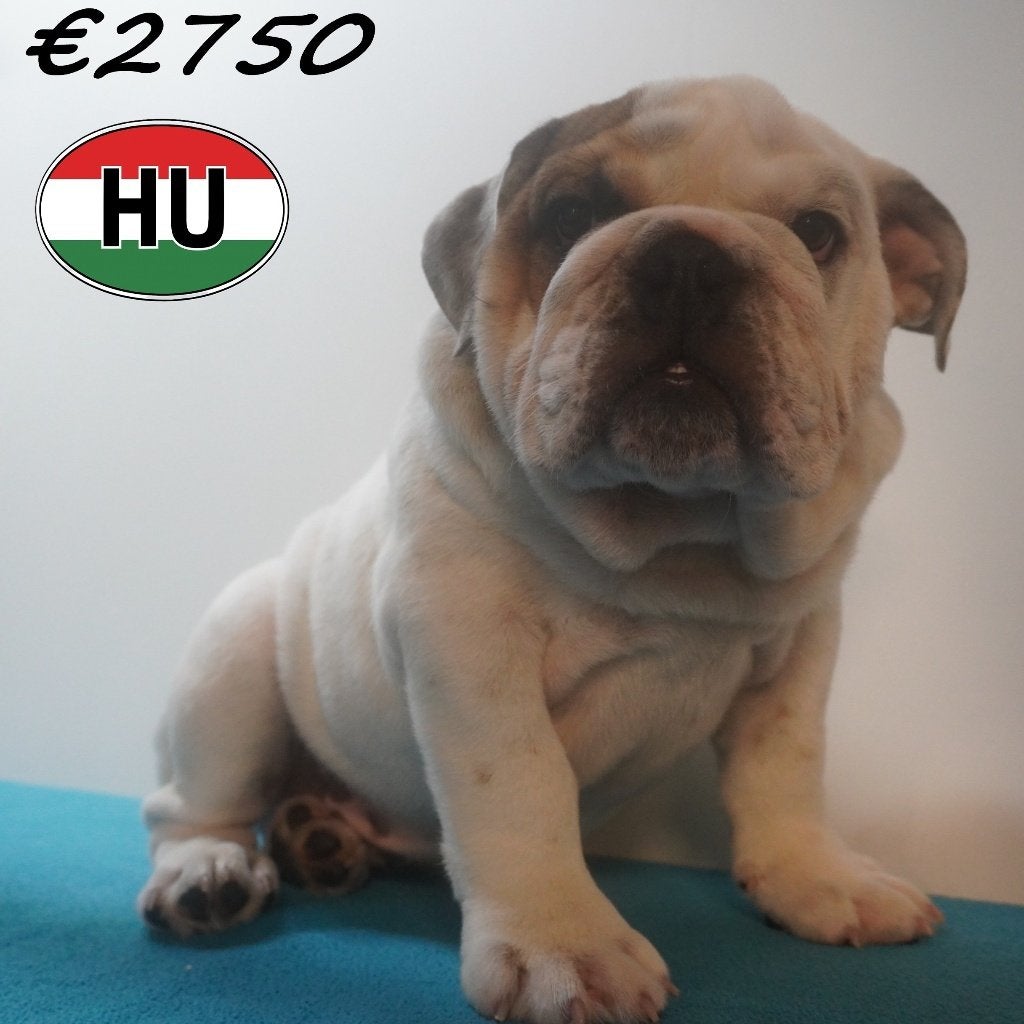 Engelse Bulldog pups te koop, Dieren en Toebehoren, Honden | Bulldogs, Pinschers en Molossers, 15 weken tot 1 jaar, Handelaar