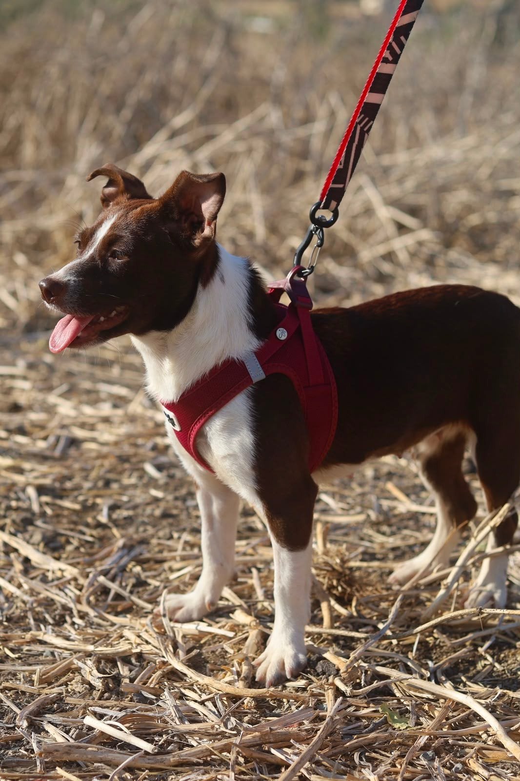 lira verblijft in Cyprus, Dieren en Toebehoren, Honden | Niet-rashonden, Handelaar, 1 tot 2 jaar, Buitenland, Teef