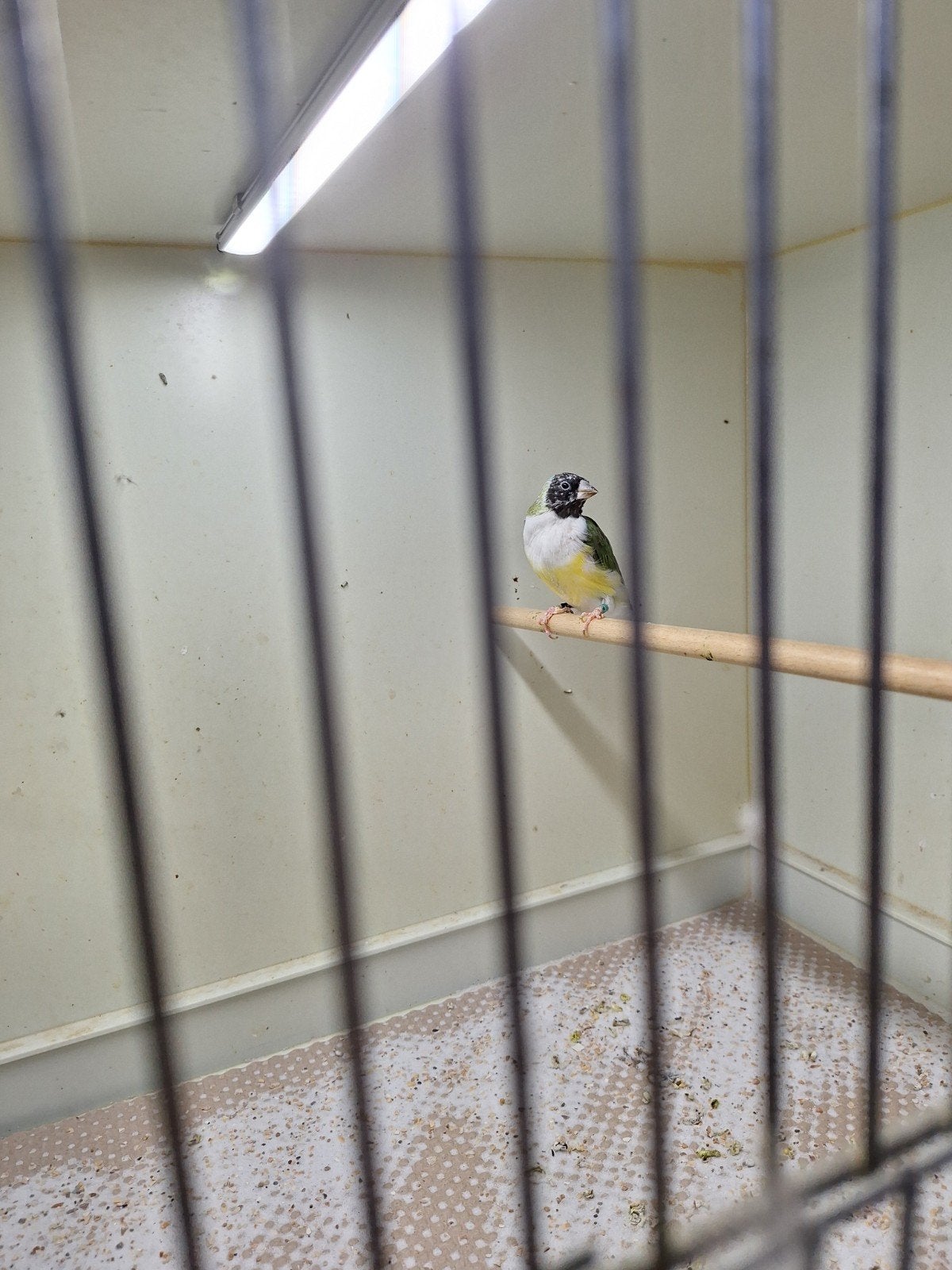 Koppel gouldamadines ok wb - zk wb split ok, Dieren en Toebehoren, Vogels | Overige Vogels, Meerdere dieren, Tropenvogel, Geringd