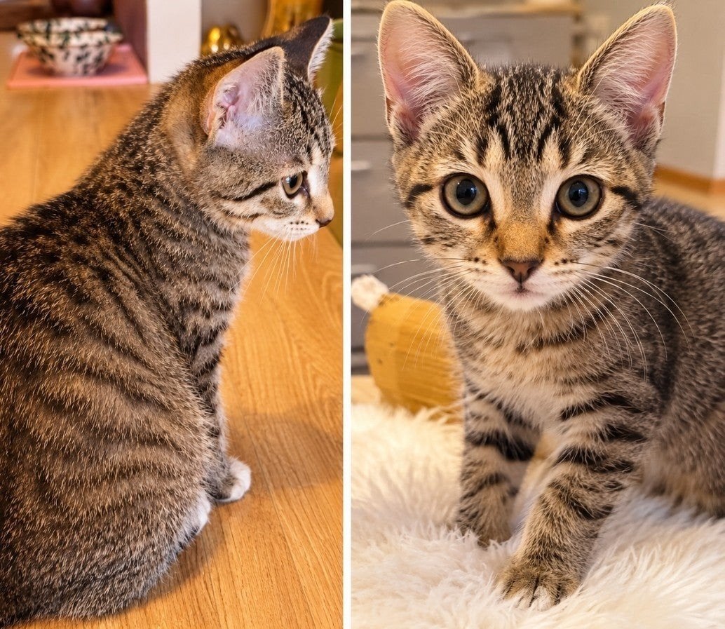 Britse korthaar,Ragdoll mix kittens gechipt en 2xr gevaccine, Poes, Kortharig, 0 tot 2 jaar
