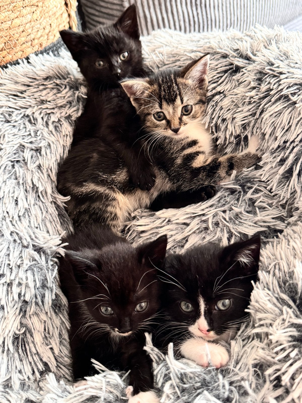 Kittens ontvlooid & ontwormt, Meerdere dieren