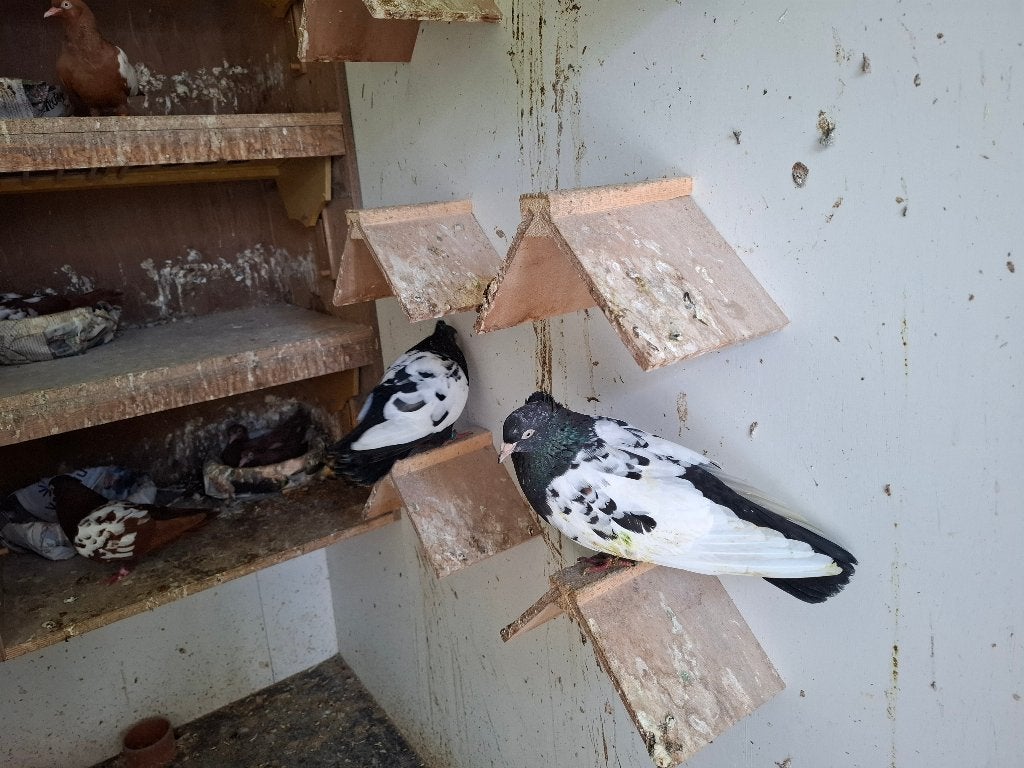 iraanse hoogvliegers, Dieren en Toebehoren, Vogels | Duiven, Meerdere dieren, Overige soorten