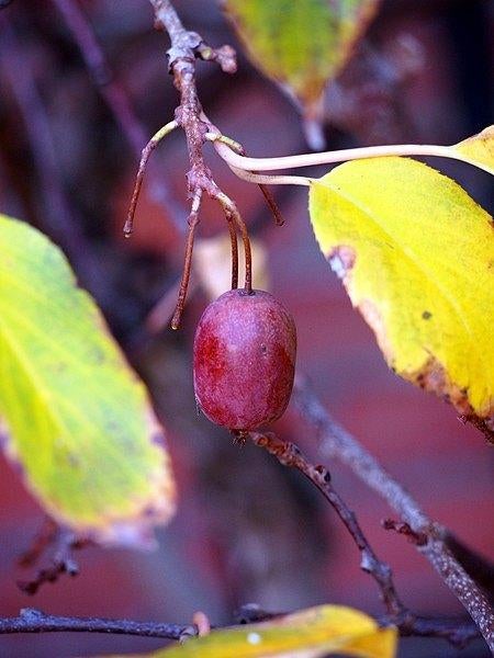 kiwi planten, kiwibes, druiven  klimplanten in soorten, Minder dan 100 cm, Overige soorten, Volle zon, In pot