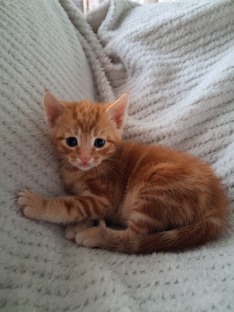 Jonge kittens!, Dieren en Toebehoren, Meerdere dieren, Kortharig