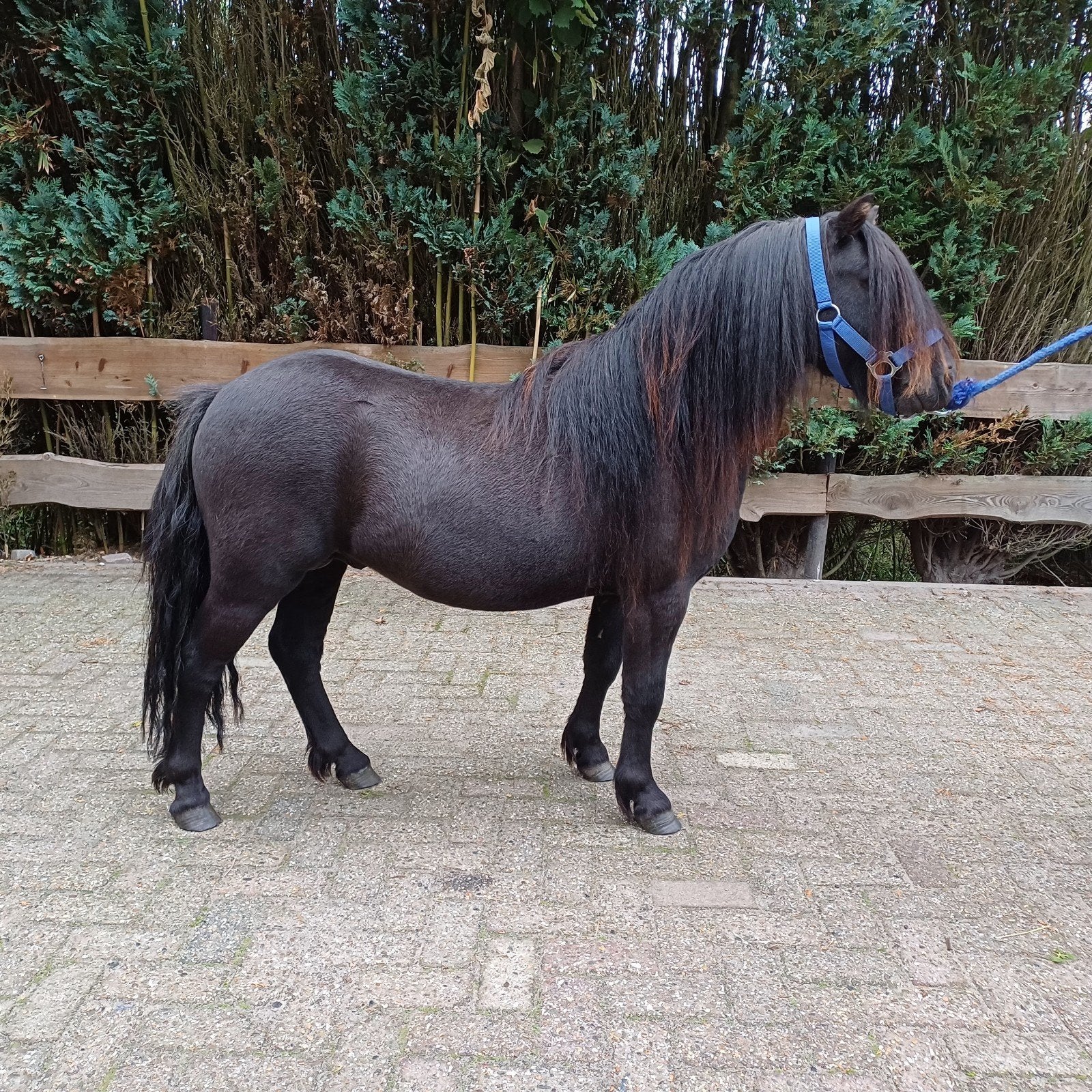 Grote Shetland hengst, 2 jaar oud. nu al 101 cm. Mini Fries, Hengst, A pony (tot 1.17m), Gechipt, 0 tot 2 jaar