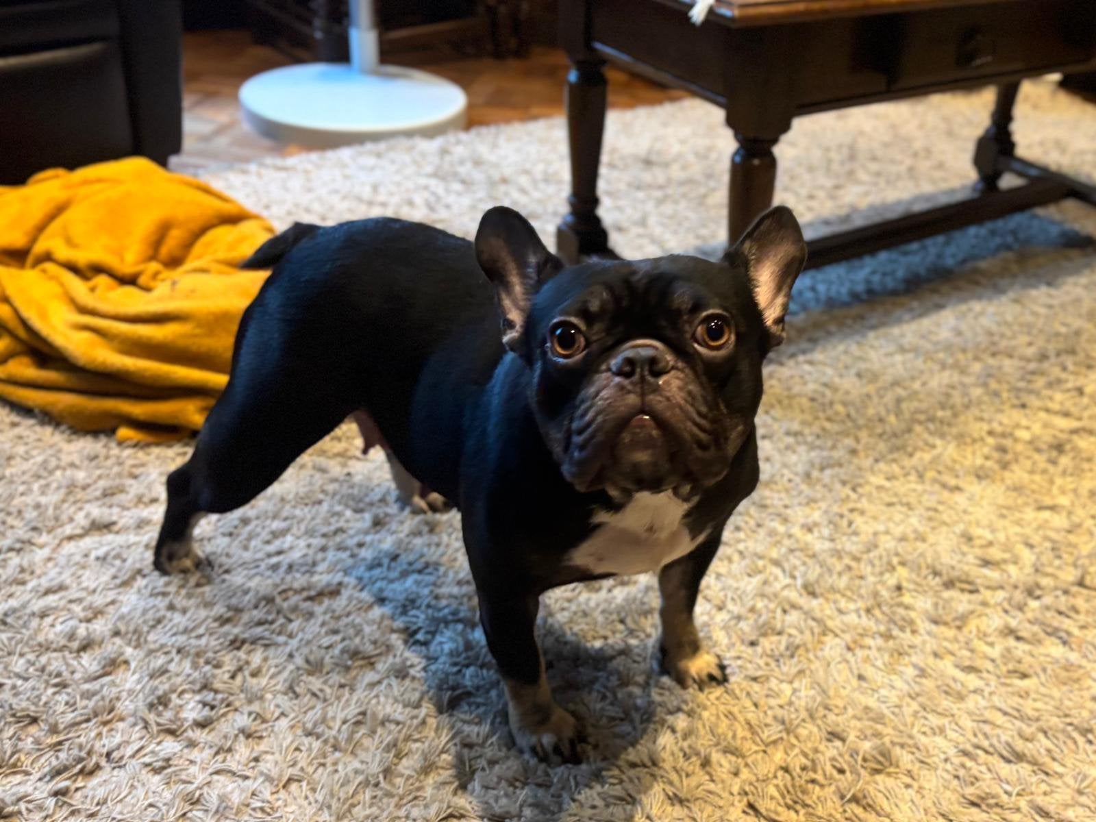 Lieve franse bulldog teefje, Dieren en Toebehoren, Honden | Bulldogs, Pinschers en Molossers, Teef, Bulldog, Particulier, Eén hond