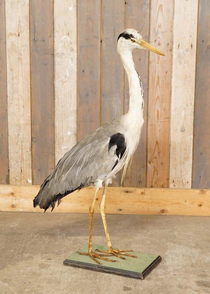 Opgezette blauwe reiger op plateau - taxidermie, Ophalen, Gebruikt, Vogel, Opgezet dier