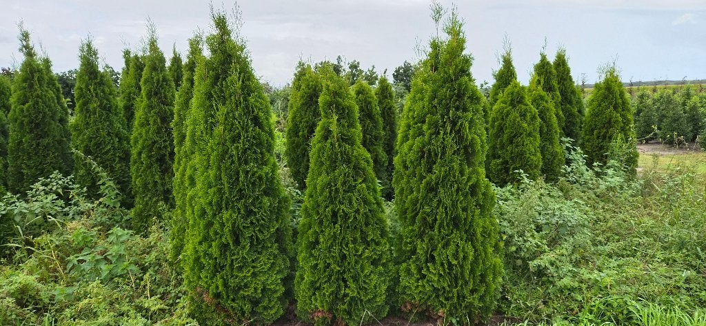 Conifeer | Thuja smaragd, Volle zon, Vaste plant, Bloeit niet, Ophalen