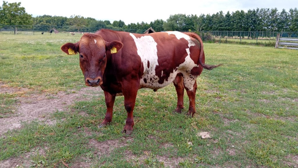 tekoop luxe verbeterd roodbonte Dikbil Dekstier, Dieren en Toebehoren, Runderen, Vrouwelijk, 0 tot 2 jaar