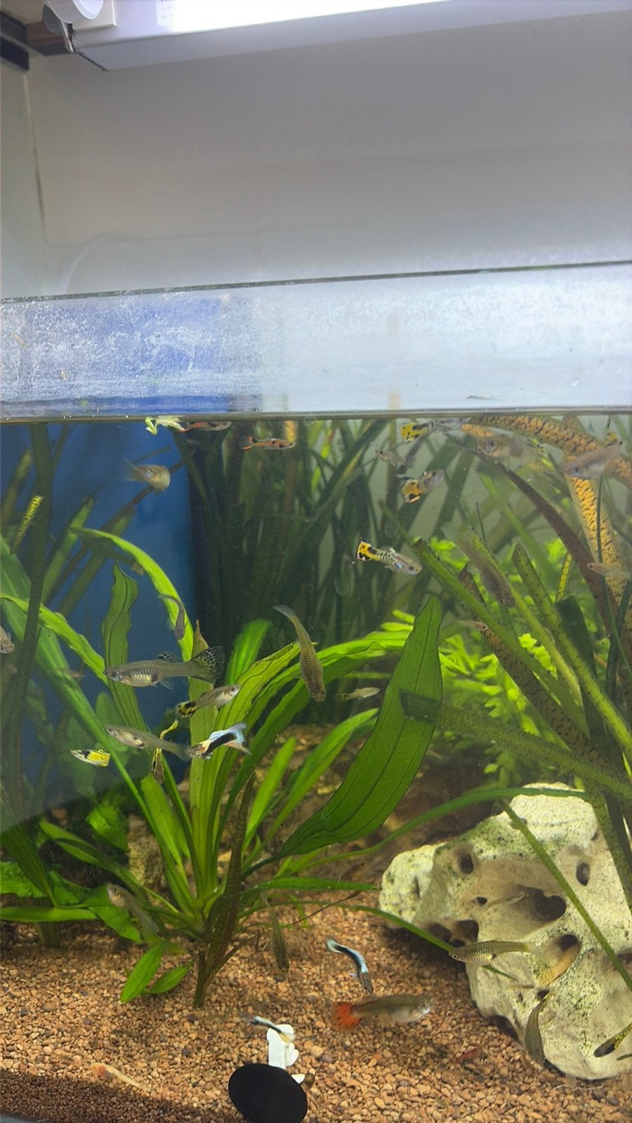 Guppy Mix jongen, Dieren en Toebehoren, Vis