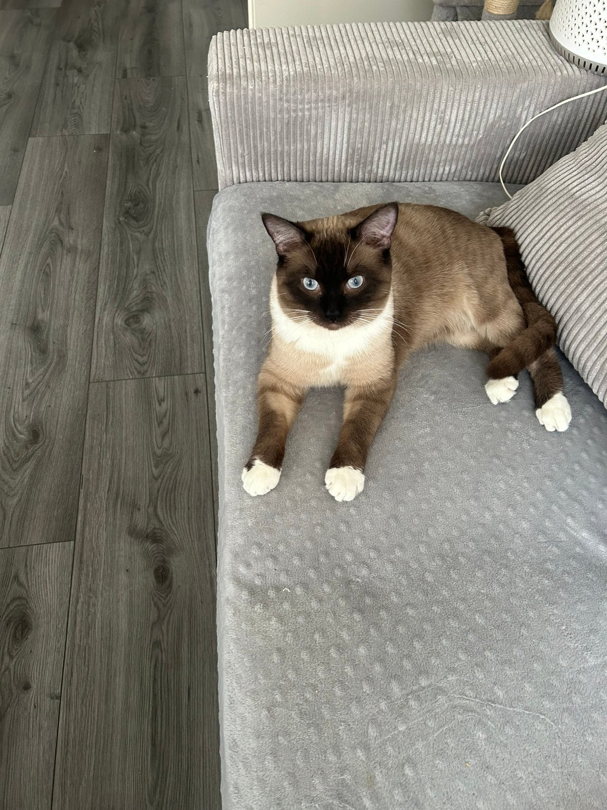 Dekkater( niet te koop), Dieren en Toebehoren, Katten en Kittens | Raskatten | Korthaar, Kater, Gechipt, 0 tot 2 jaar
