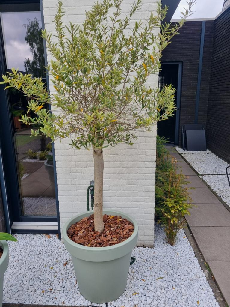 Mooie olijfboom in pot, Bloeit niet, 100 tot 250 cm, Olijfboom, Ophalen