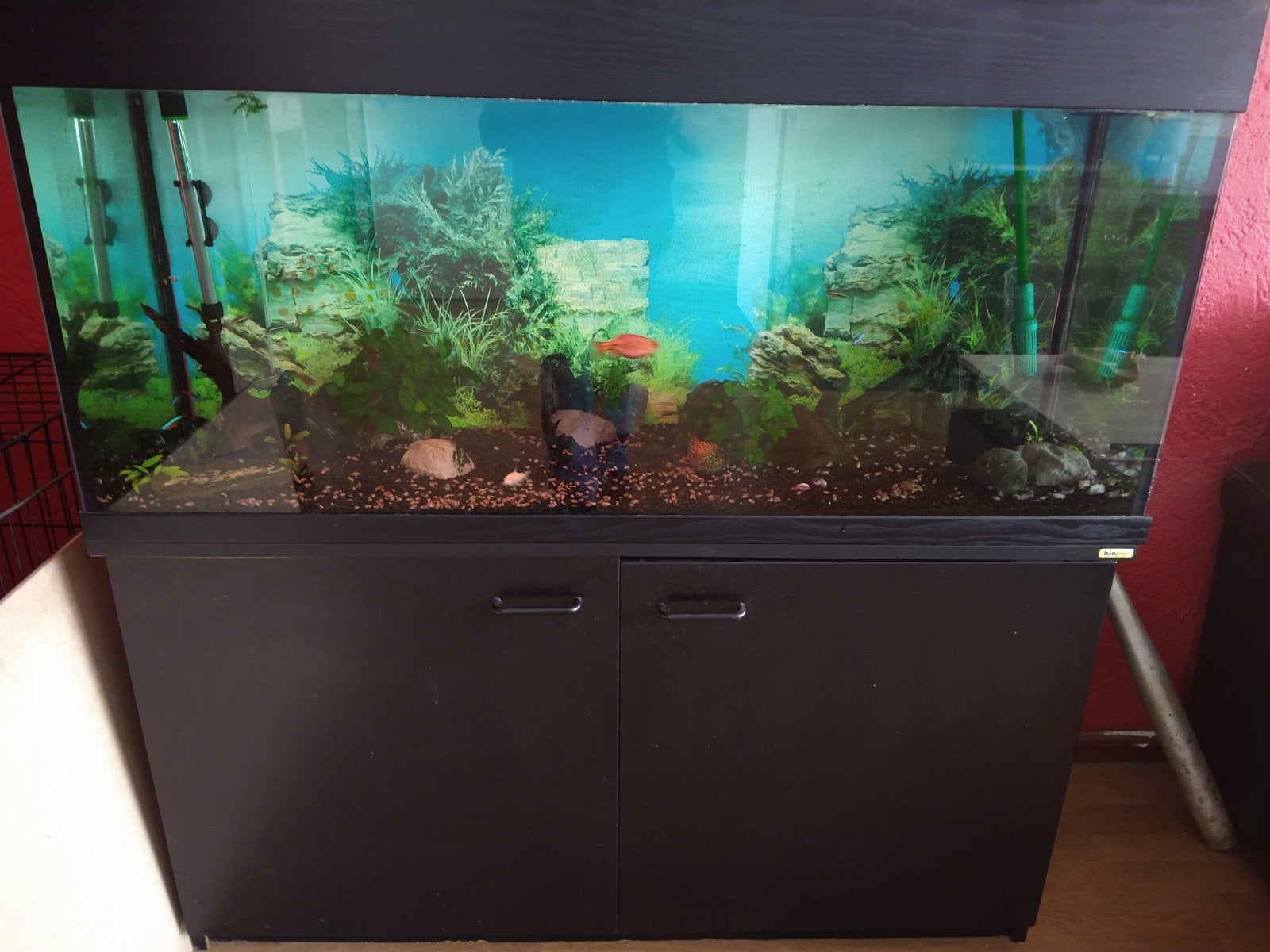 Aquarium met vissen, Ophalen, Gevuld zoetwateraquarium
