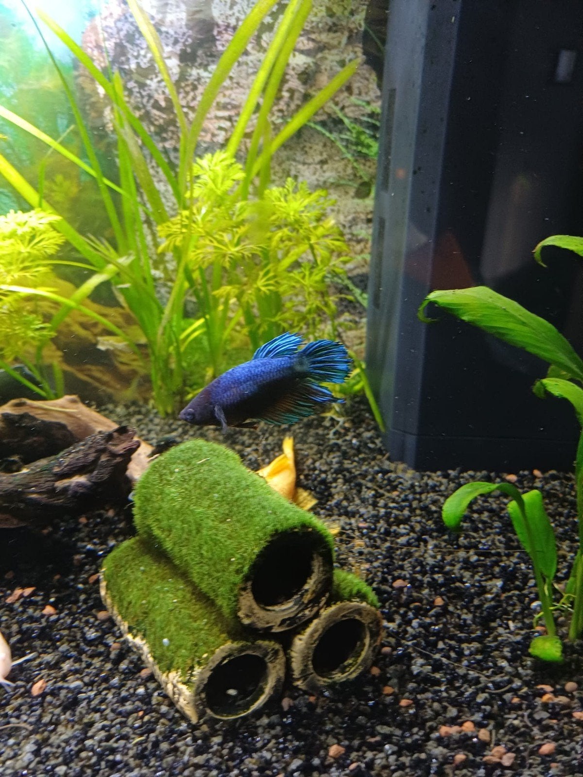 Betta, Dieren en Toebehoren, Vissen | Aquariumvissen, Vis