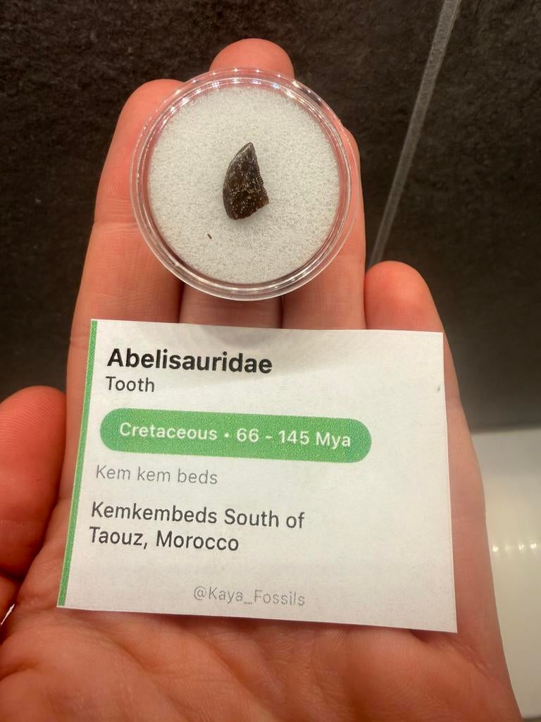 Kwaliteit Abelisauridae tand, Ophalen of Verzenden, Fossiel