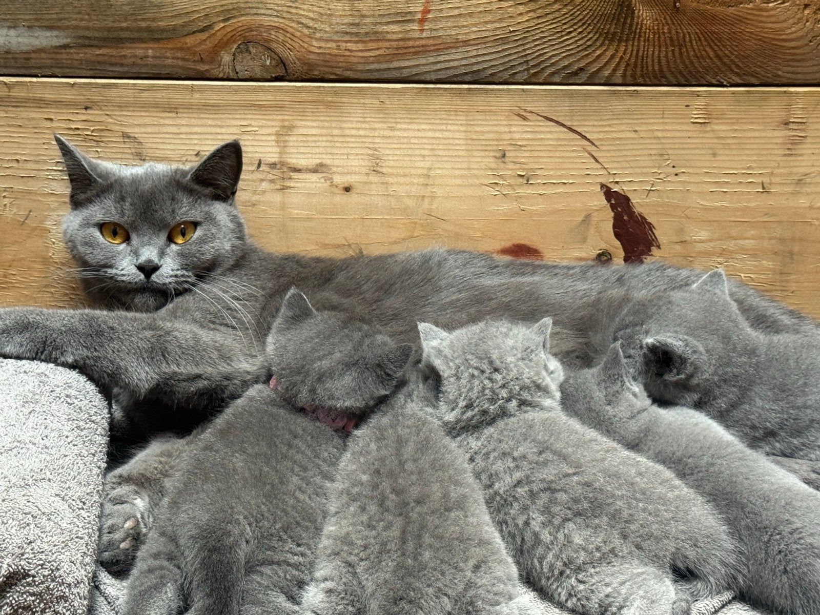 Brits Korthaar kittens – 1 kater, Dieren en Toebehoren, Katten en Kittens | Raskatten | Korthaar, Kater, Ingeënt, 0 tot 2 jaar