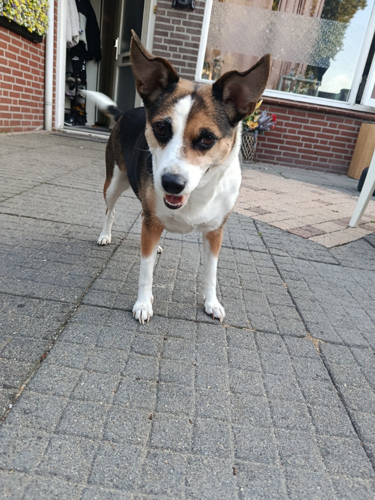 Tekoop lieve meisje diva van 8 jaar oud, 6 jaar of ouder, Overige rassen, Teef, Eén hond