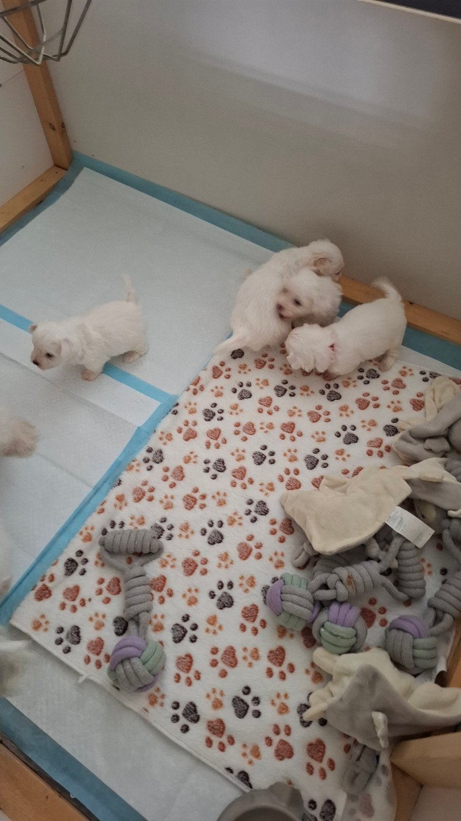 Te Koop witte Maltezer pups  ., Maltezer, 8 tot 15 weken, Parvo, Meerdere
