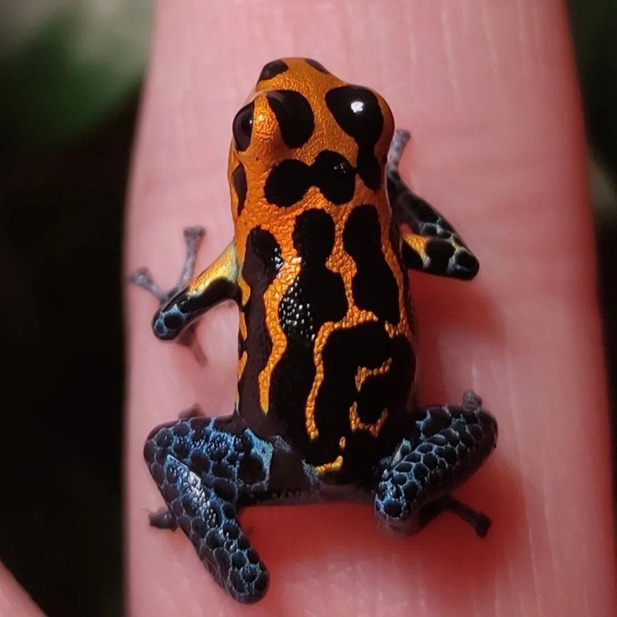 Ranitomeya imitator 'Varadero', Dieren en Toebehoren, Reptielen en Amfibieën, Amfibie, 0 tot 2 jaar