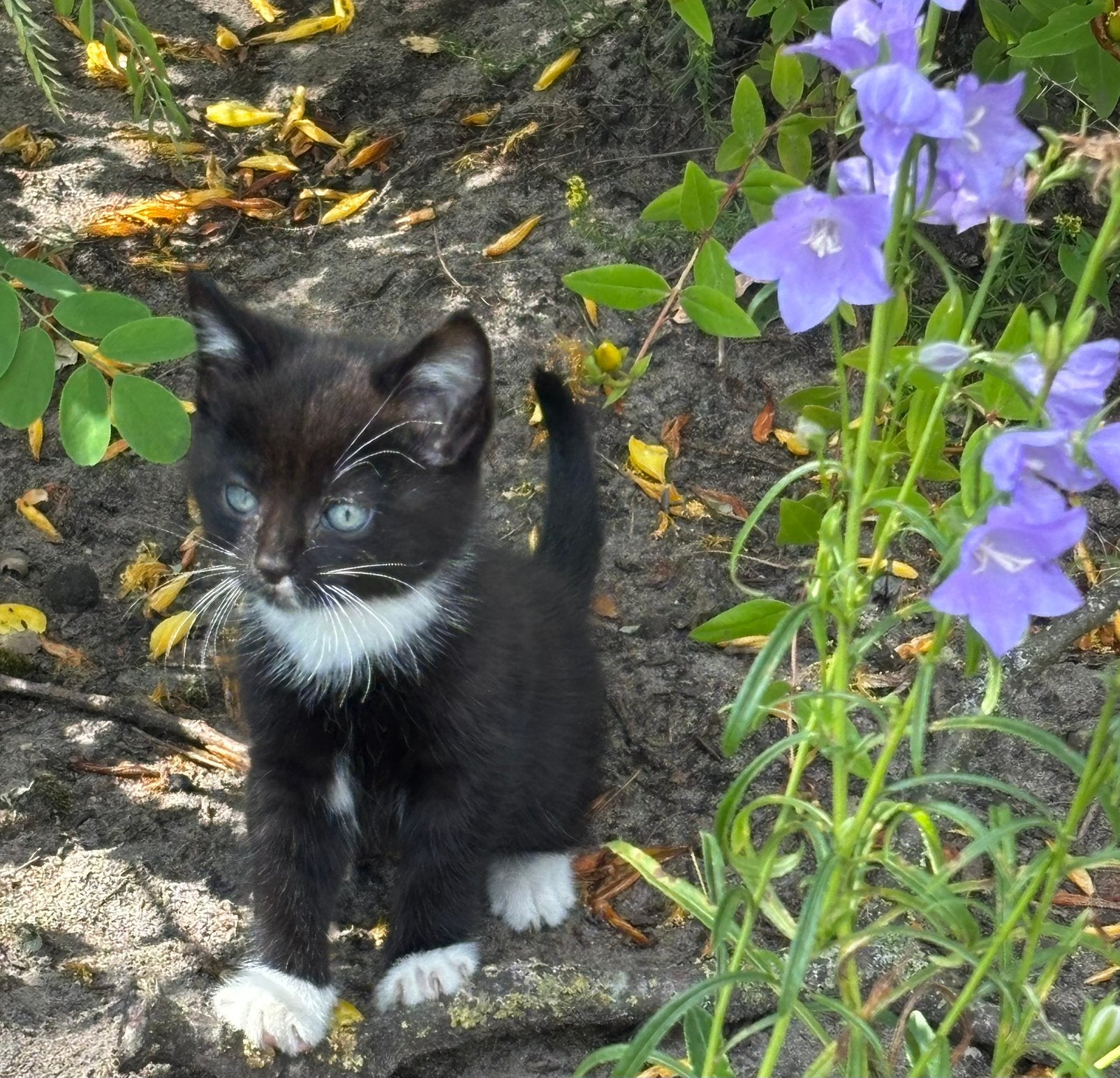 Jonge kittens, Dieren en Toebehoren, Poes, Kortharig