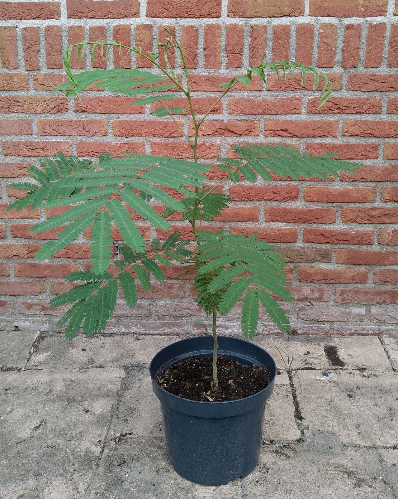 Perzische slaapboom, Albizia julibrissin, Overige soorten, 250 tot 400 cm, Zomer, Ophalen