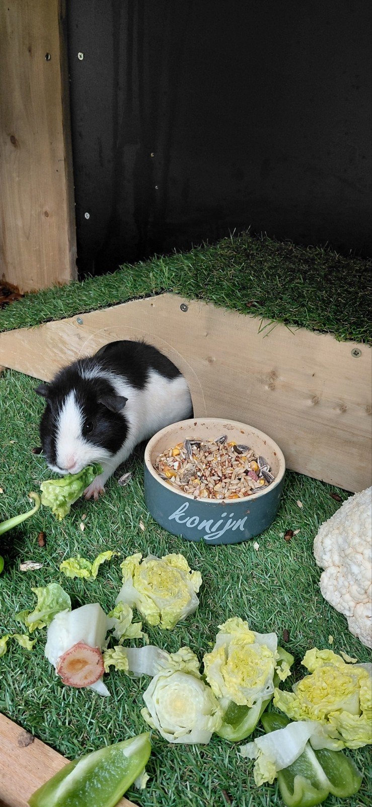 gezocht cavia zeugje, Dieren en Toebehoren, Juli, Vrouwelijk, Cavia