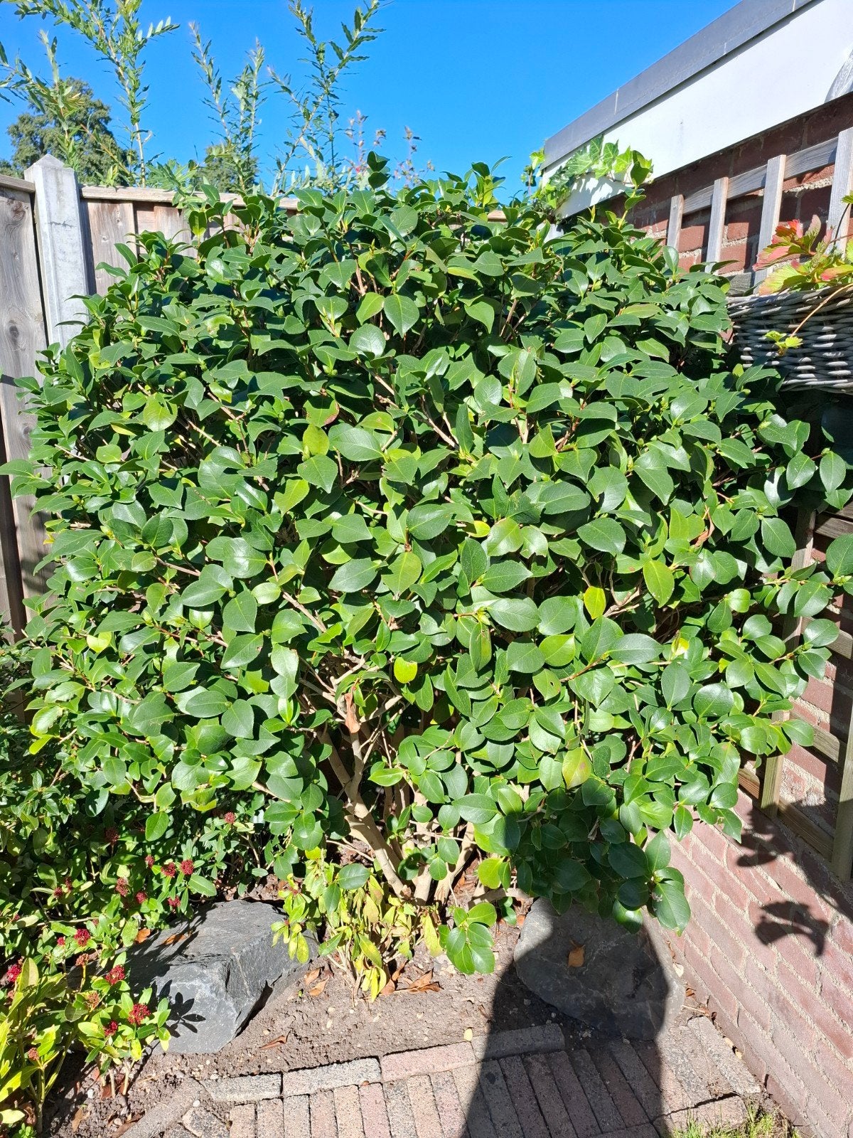 Grote Camelia struik - Groenblijvend en bloeiend, Vaste plant, Halfschaduw, Lente, Ophalen