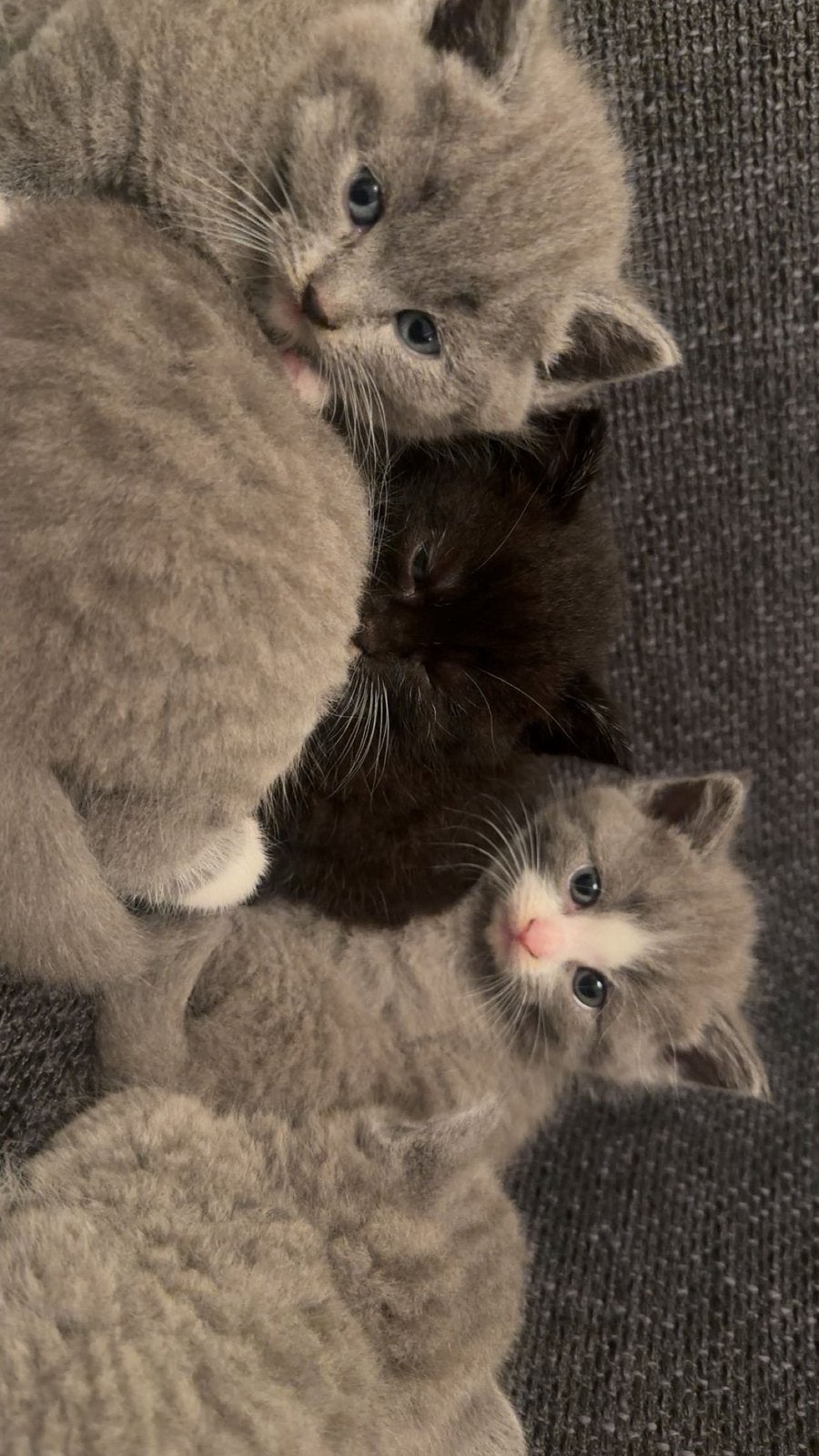 Brits Korthaar  Ragdoll Mix, Dieren en Toebehoren, Meerdere dieren, 0 tot 2 jaar