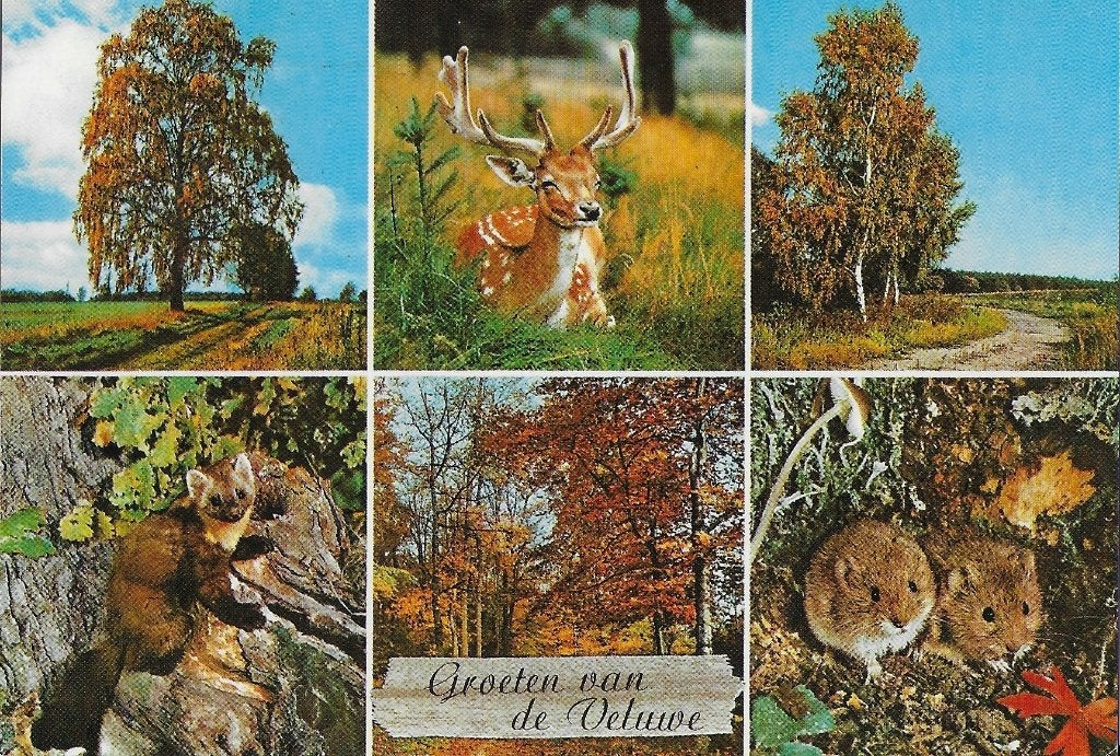 Ch599 Gelopen ansichtkaart groeten van de veluwe, Ophalen of Verzenden, 1980 tot heden, Gelopen, Gelderland