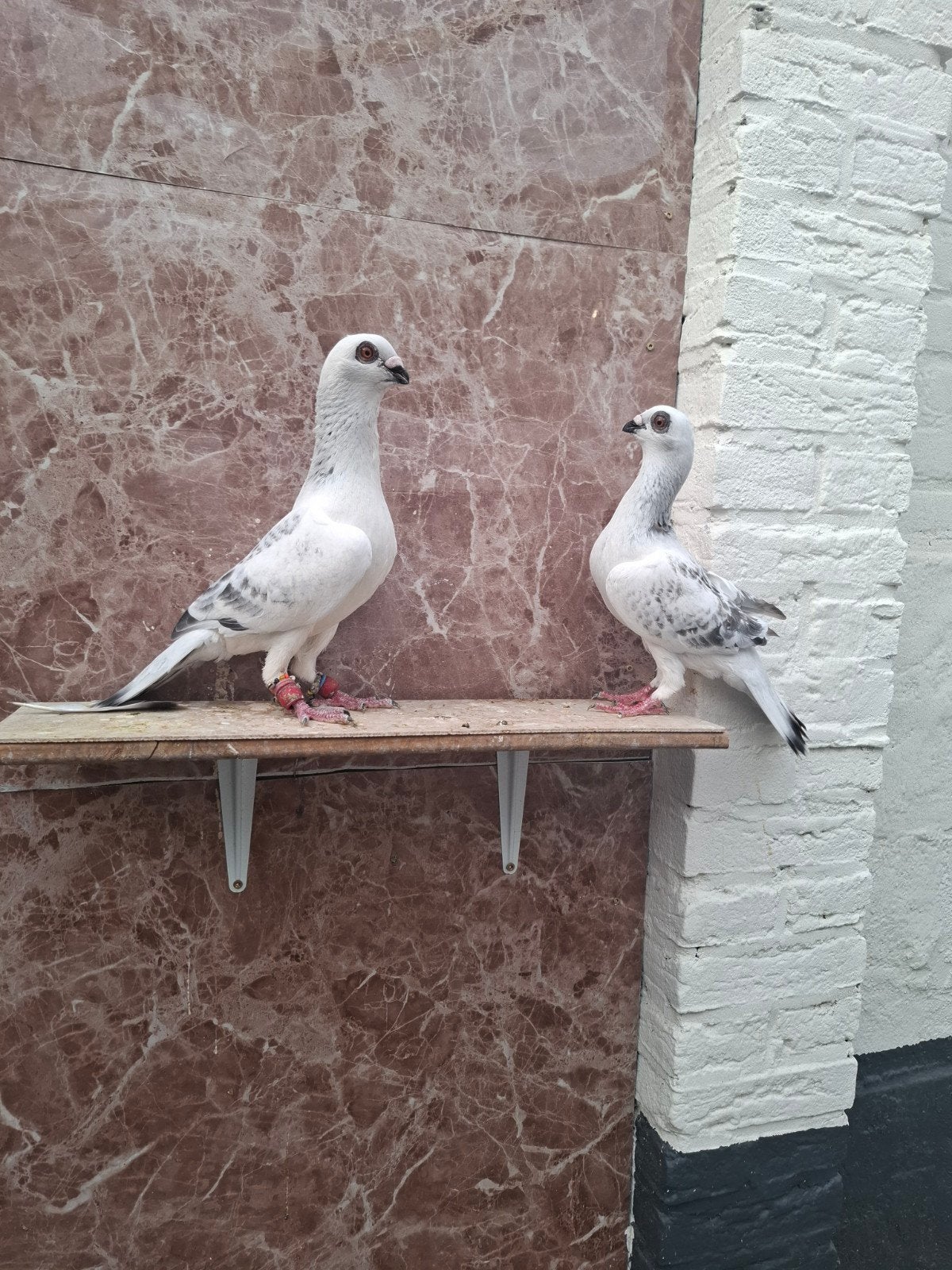 Te koop mooi kopple sierduiven