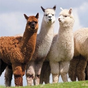 GEZOCHT: gratis alpacawol. Alleen zadel (rug gedeelte), Hobby en Vrije tijd, Ophalen, Spinwol