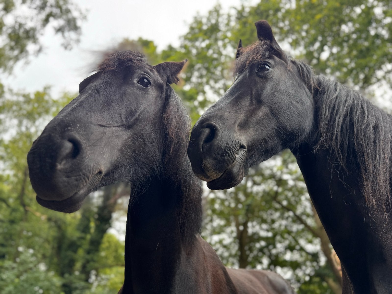 Plekje in onze weide vrij!, Dieren en Toebehoren, Weidegang, 1 paard of pony