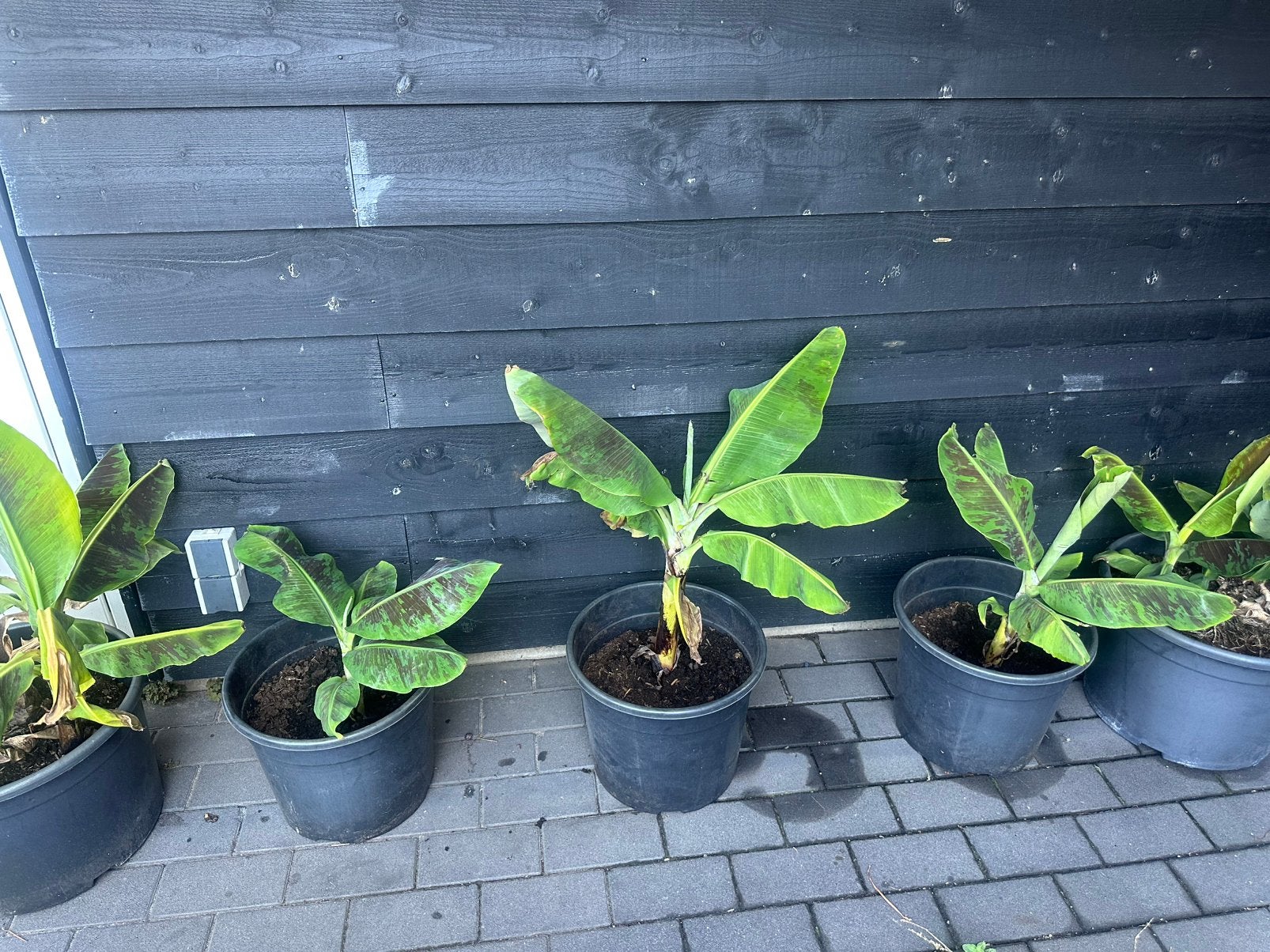 Musa bananenplant eetbare vrucht, Ophalen, Overige soorten, Volle zon