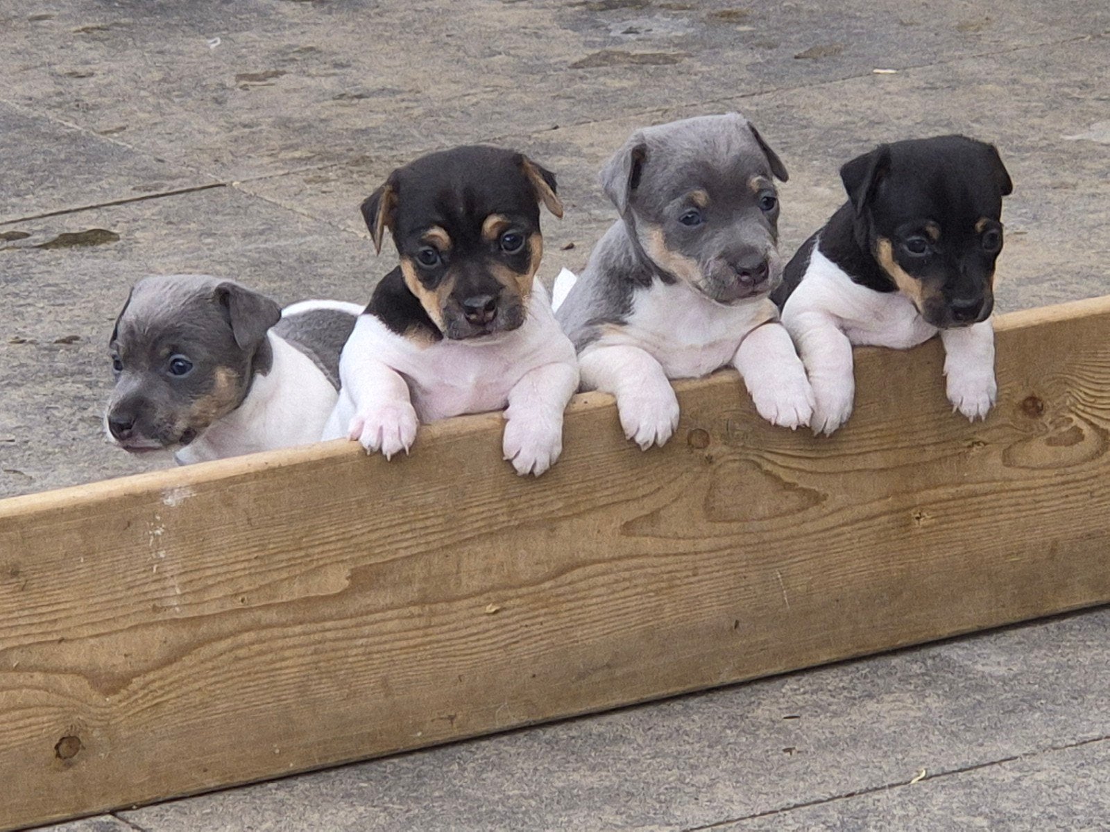 te koop jack russel pups, Jack Russell Terriër, 8 tot 15 weken, Meerdere, Meerdere dieren
