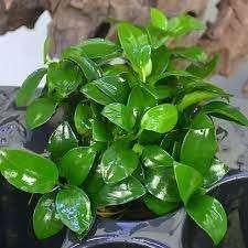 gratis gezocht aquarium planten voor de opvang, Ophalen of Verzenden, Gebruikt, Plant(en), Steen of Hout