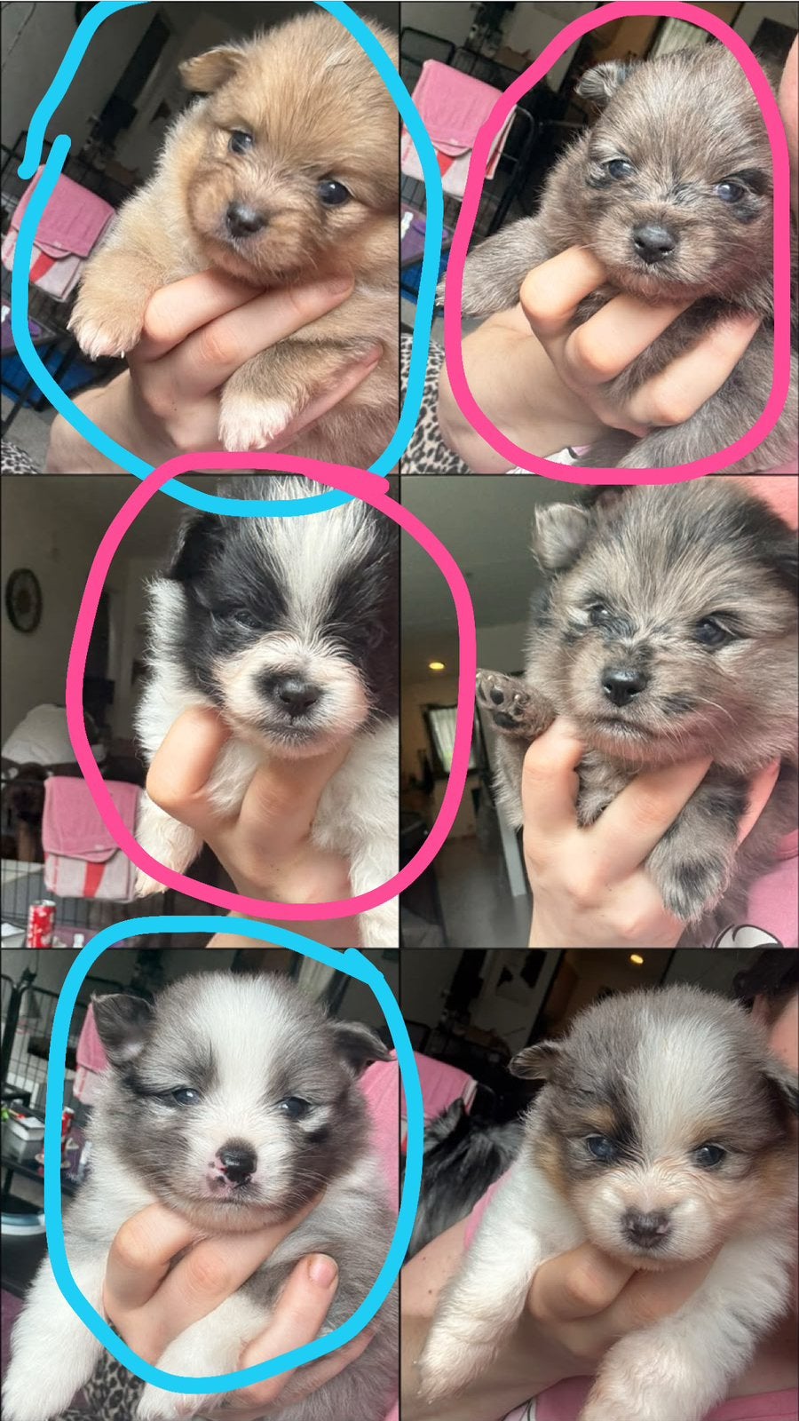 Dwergkeeshond pups x Pomeranian, Dieren en Toebehoren, Honden | Poolhonden, Keeshonden en Oertypen, Parvo, Keeshond, 8 tot 15 weken