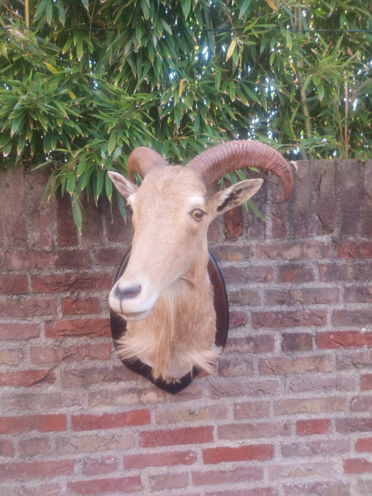 opgezette kop geit schaap taxidermy schedel gewei hoorn hert, Ophalen, Wild dier, Gewei of Kop