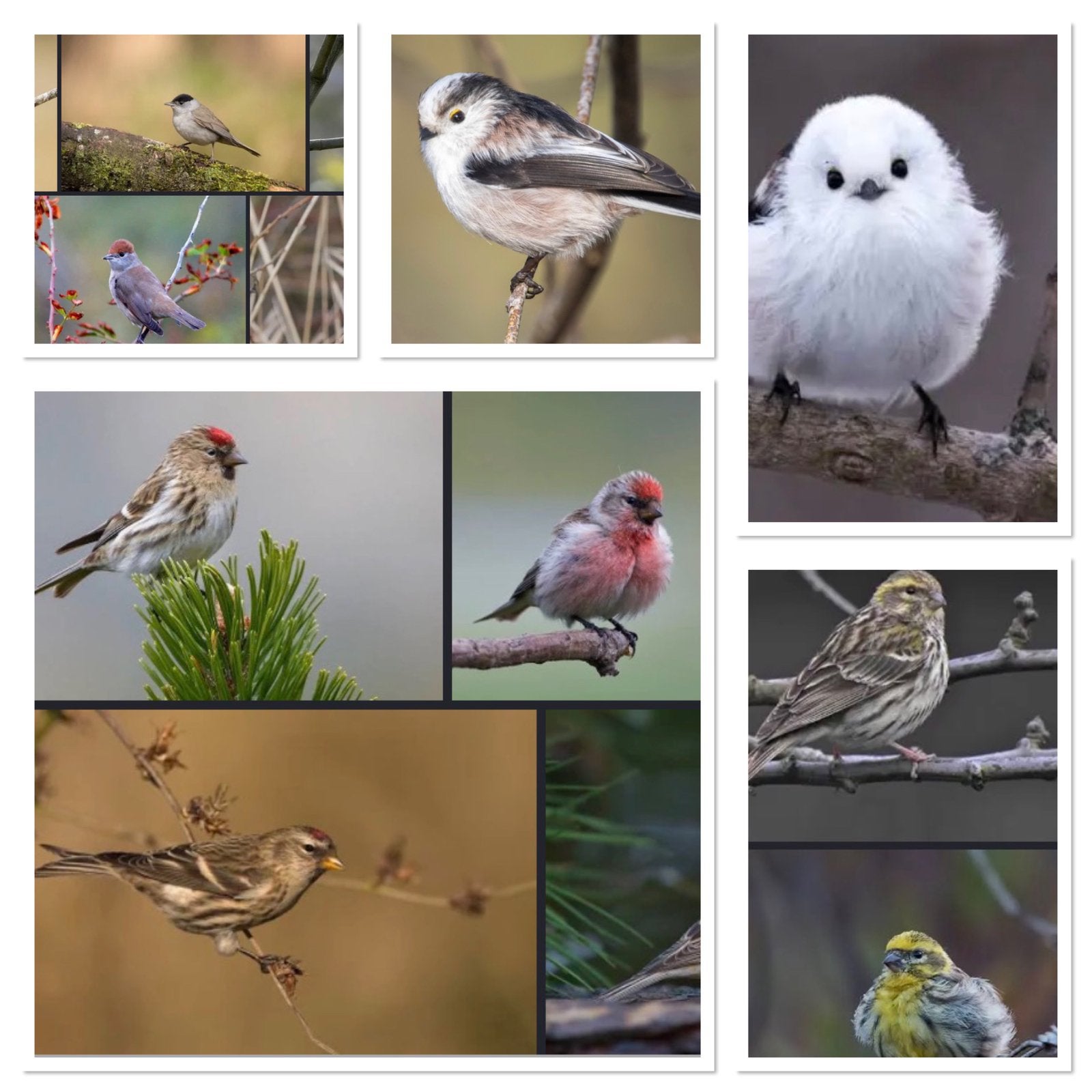 Wildzang vogels eigen kweek, Dieren en Toebehoren, Vogels | Overige Vogels, Meerdere dieren, Wildzangvogel, Geringd