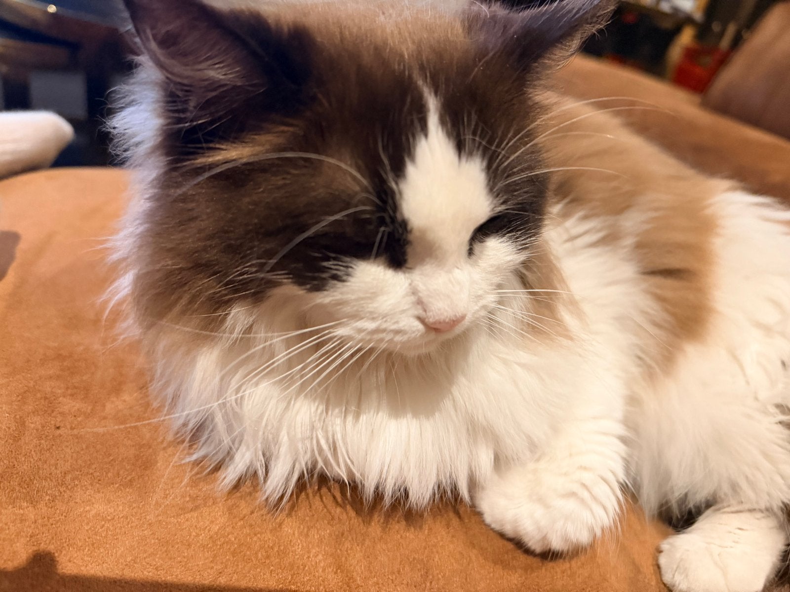 Ragdoll, Dieren en Toebehoren, Poes, Langharig