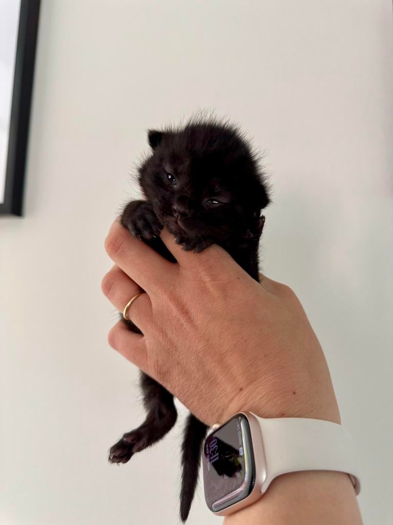 Lieve kittens te koop, Meerdere dieren, Kortharig, 0 tot 2 jaar