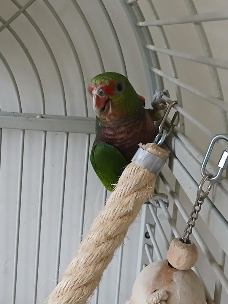 Wijnborst amazone pop 9 jaar oud + cites en geringd, Dieren en Toebehoren, Vogels | Parkieten en Papegaaien, Vrouwelijk, Papegaai