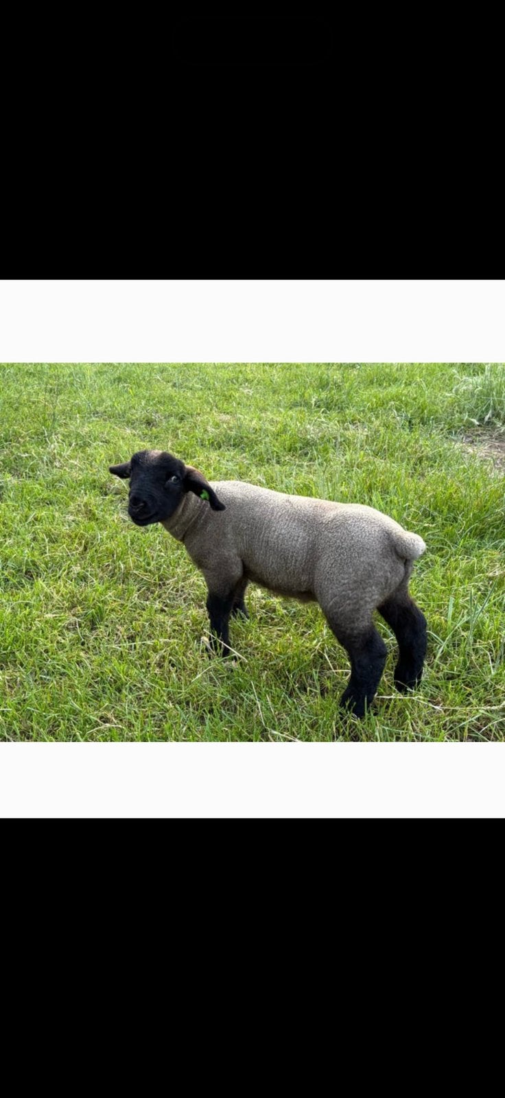 Suffolk ram lam, Dieren en Toebehoren, Schapen, Geiten en Varkens, Mannelijk, Schaap