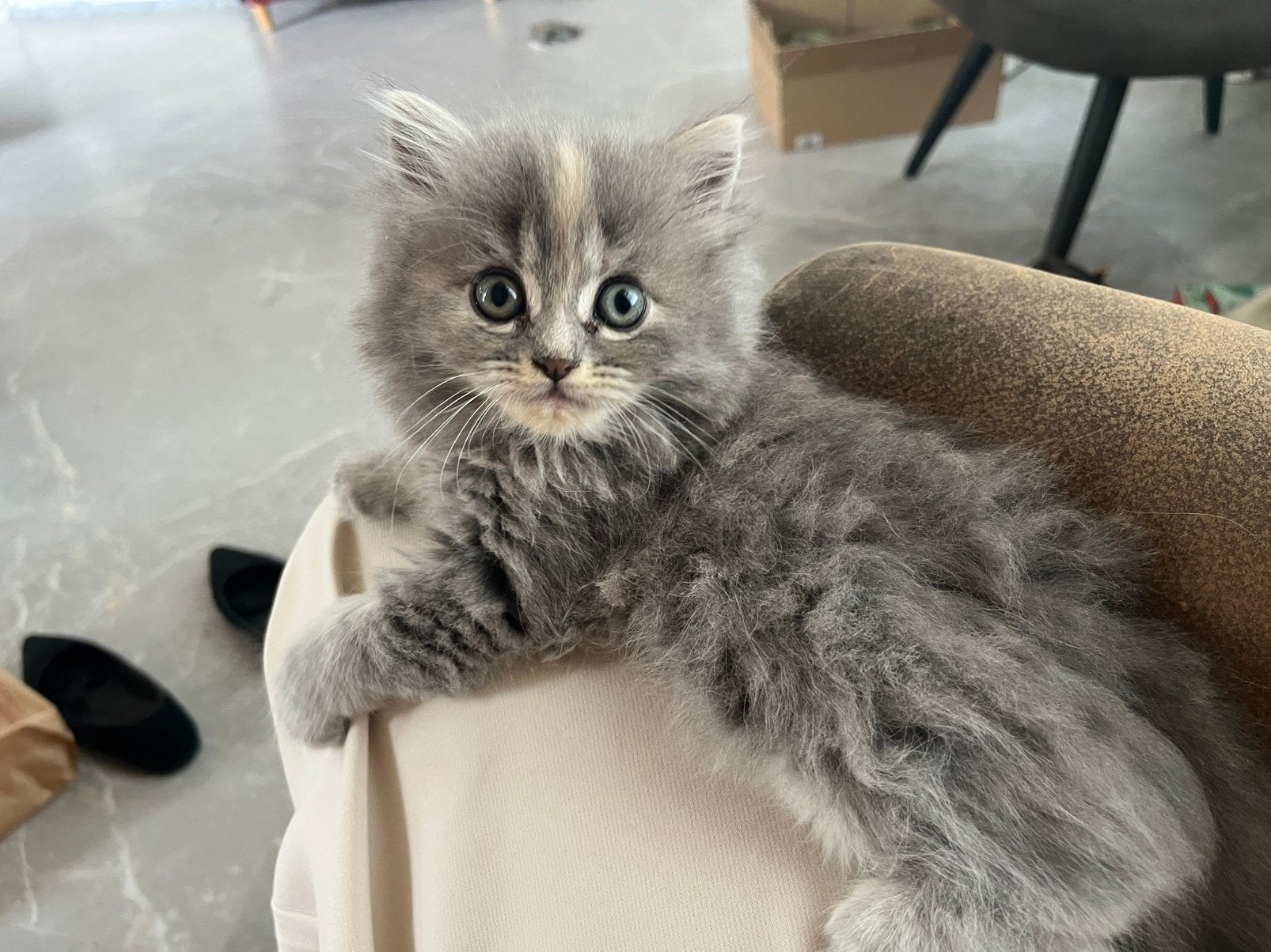 3 kittens, Meerdere dieren, Ontwormd, 0 tot 2 jaar